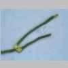 Leaf Cross 40er 04.jpg